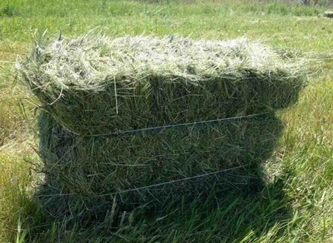 تصویر 1 از خرید و قیمت یونجه غذای خرگوش + فروش عمده